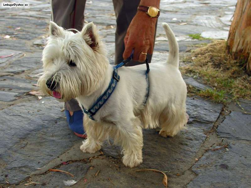 dog; DISPLAY FULL IMAGE.