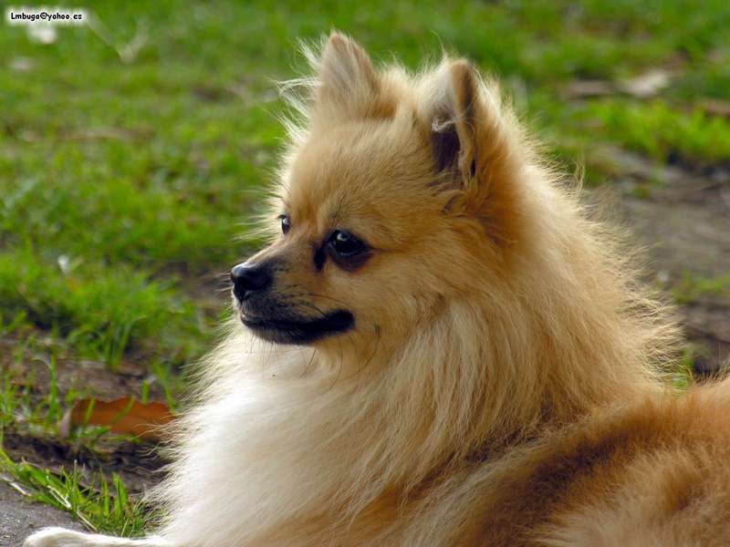 dog; DISPLAY FULL IMAGE.