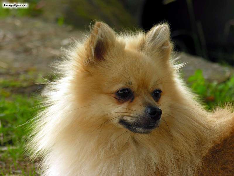 dog; DISPLAY FULL IMAGE.
