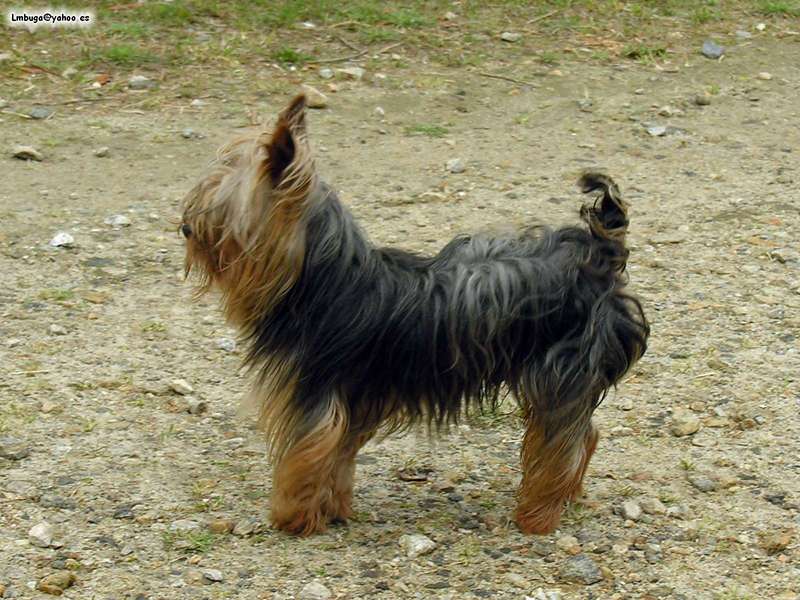 dog; DISPLAY FULL IMAGE.