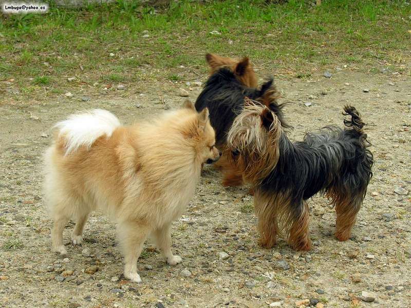 dog; DISPLAY FULL IMAGE.