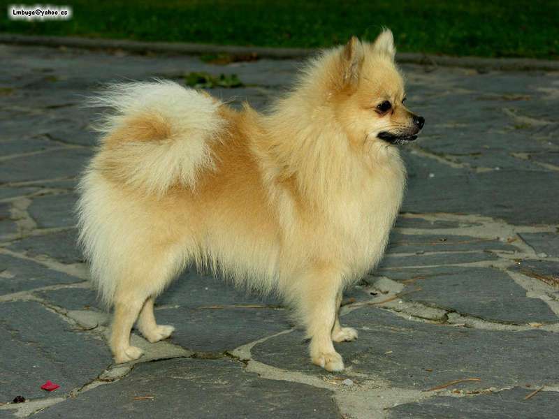 dog; DISPLAY FULL IMAGE.