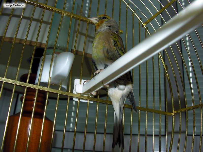 bird; DISPLAY FULL IMAGE.