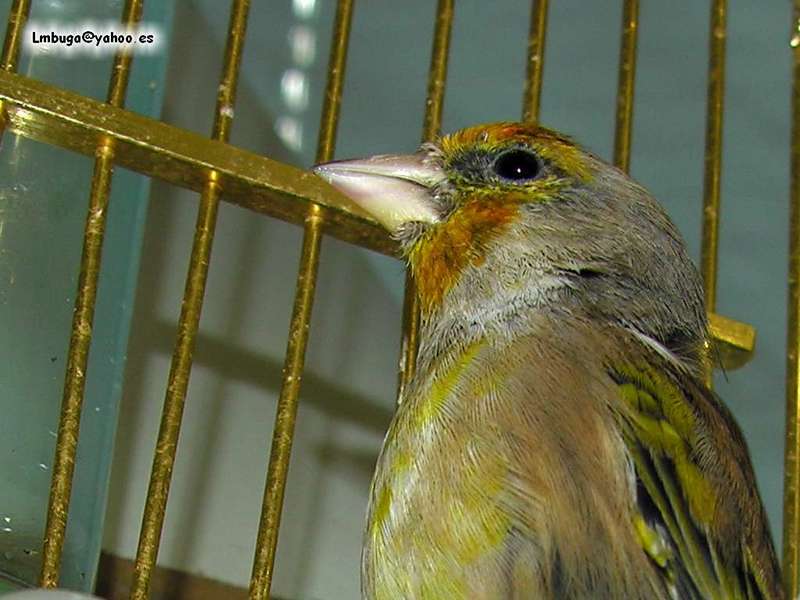 bird; DISPLAY FULL IMAGE.