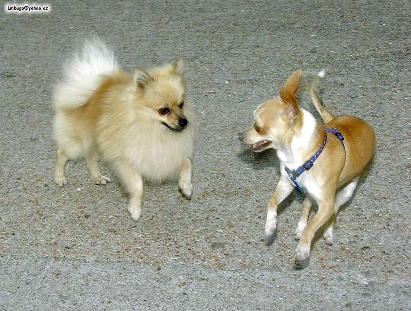 dogs; DISPLAY FULL IMAGE.
