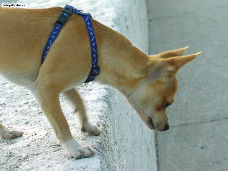 dog; DISPLAY FULL IMAGE.