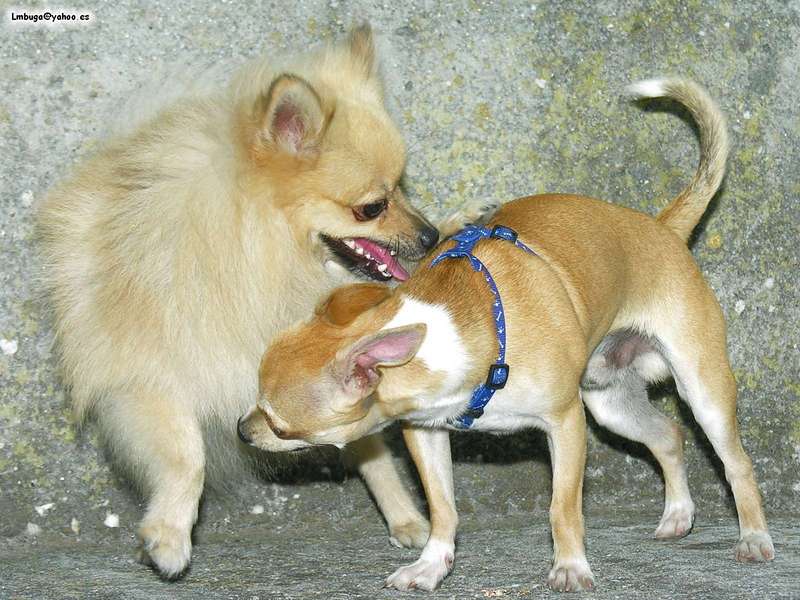 dogs; DISPLAY FULL IMAGE.