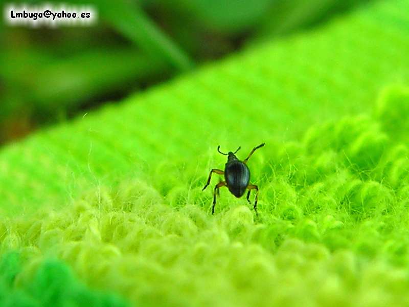 beatle? on towel; DISPLAY FULL IMAGE.