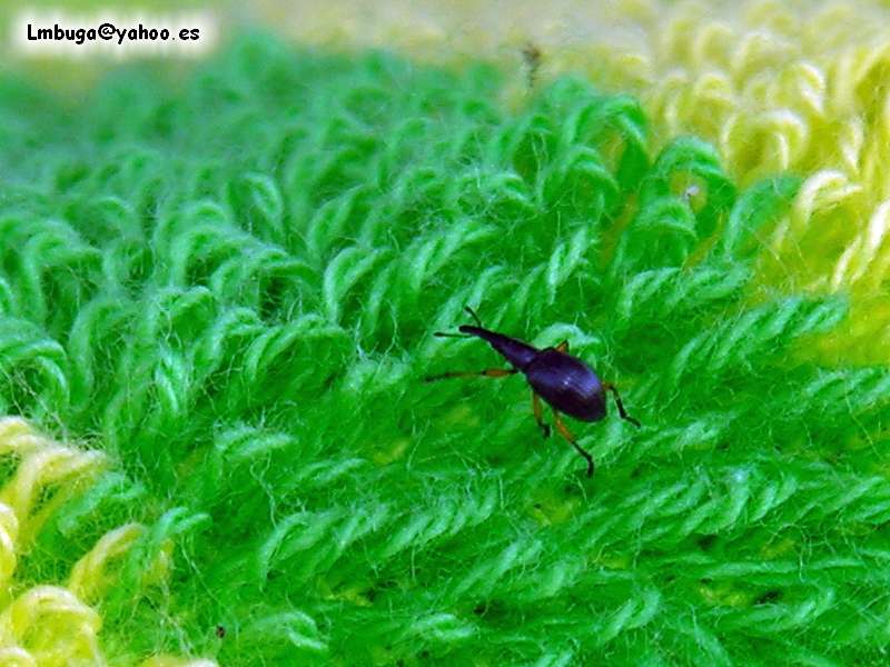 beatle? on towel; DISPLAY FULL IMAGE.