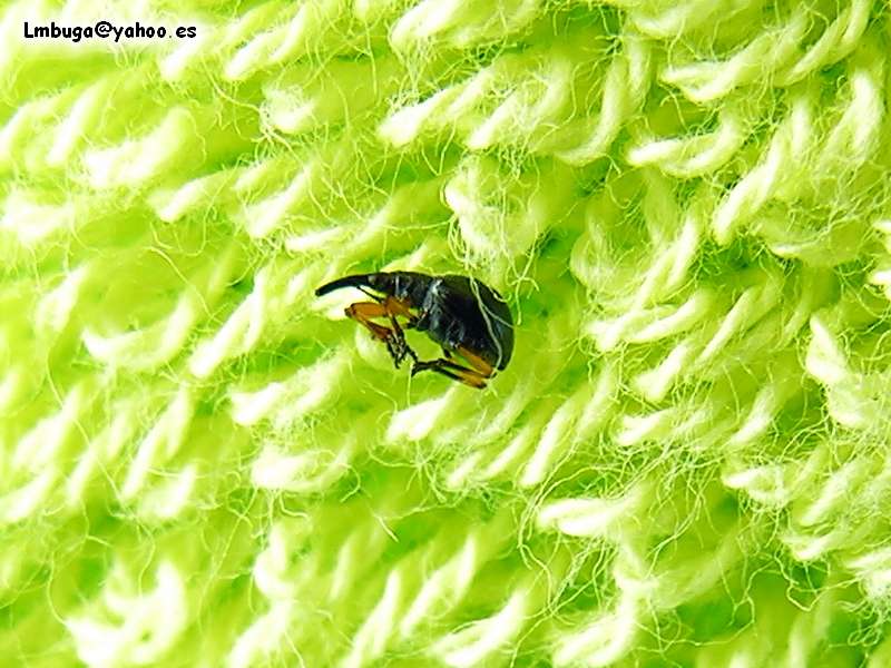 beatle? on towel; DISPLAY FULL IMAGE.