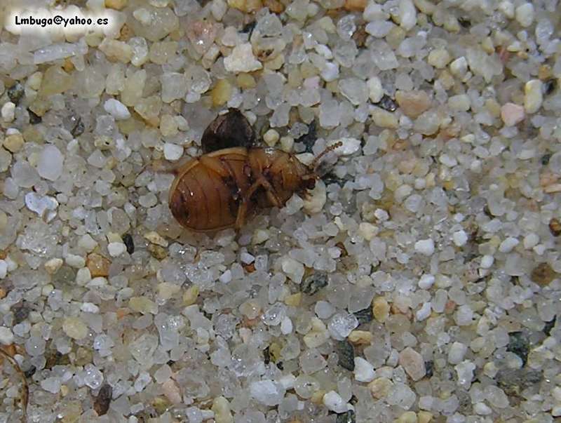 beatle; DISPLAY FULL IMAGE.