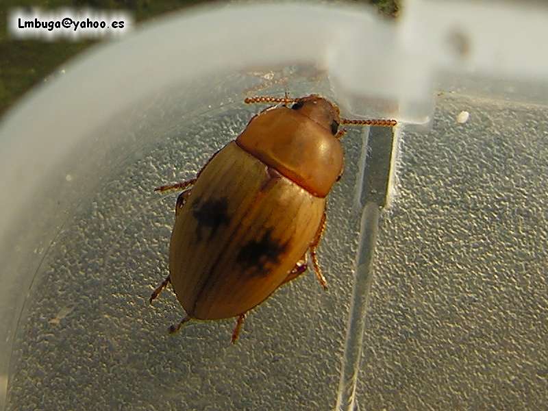 beatle; DISPLAY FULL IMAGE.
