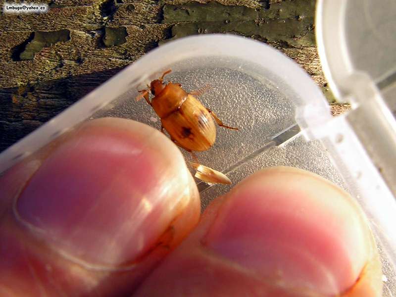 beatle; DISPLAY FULL IMAGE.