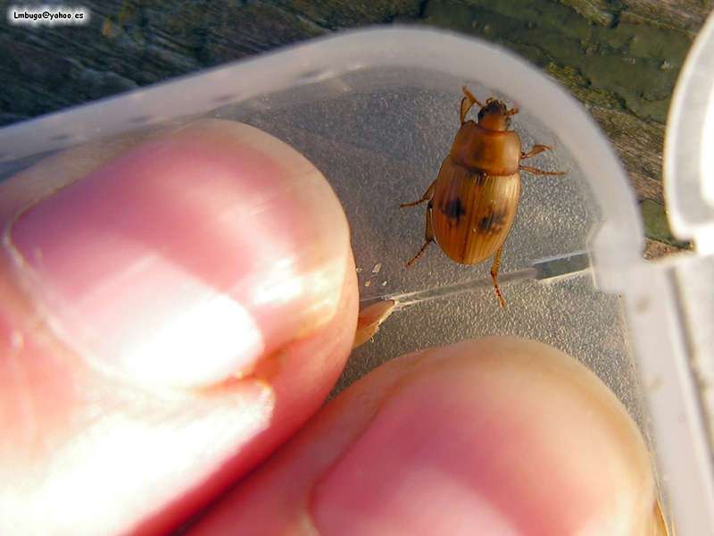beatle; DISPLAY FULL IMAGE.
