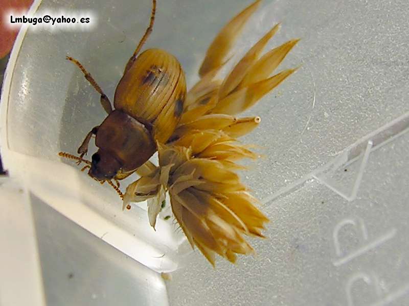 beatle; DISPLAY FULL IMAGE.
