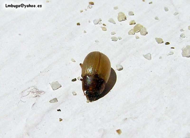 beatle; DISPLAY FULL IMAGE.