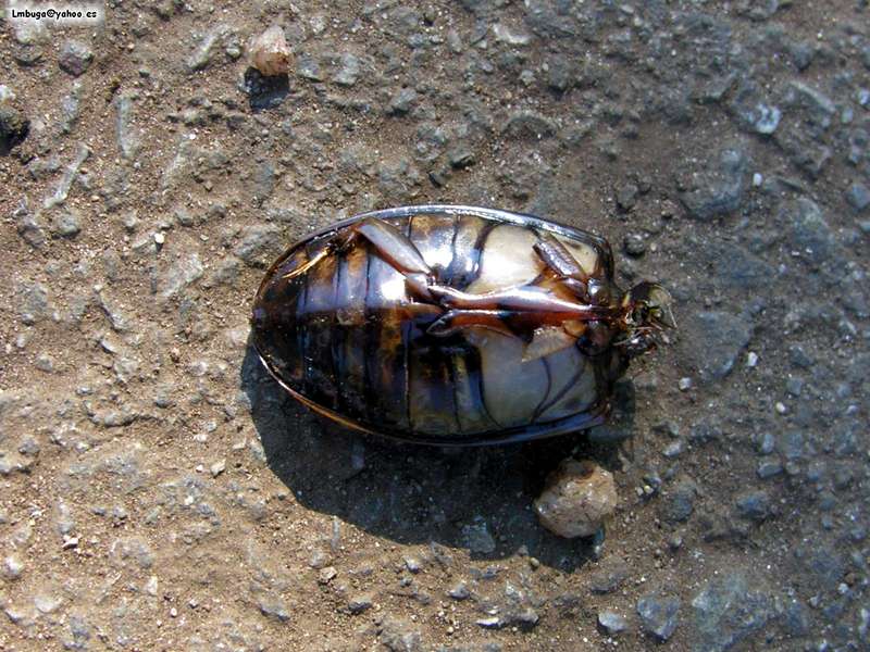 big beatle without head; DISPLAY FULL IMAGE.
