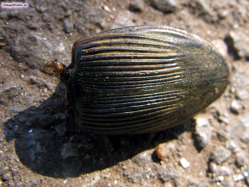 big beatle without head; DISPLAY FULL IMAGE.
