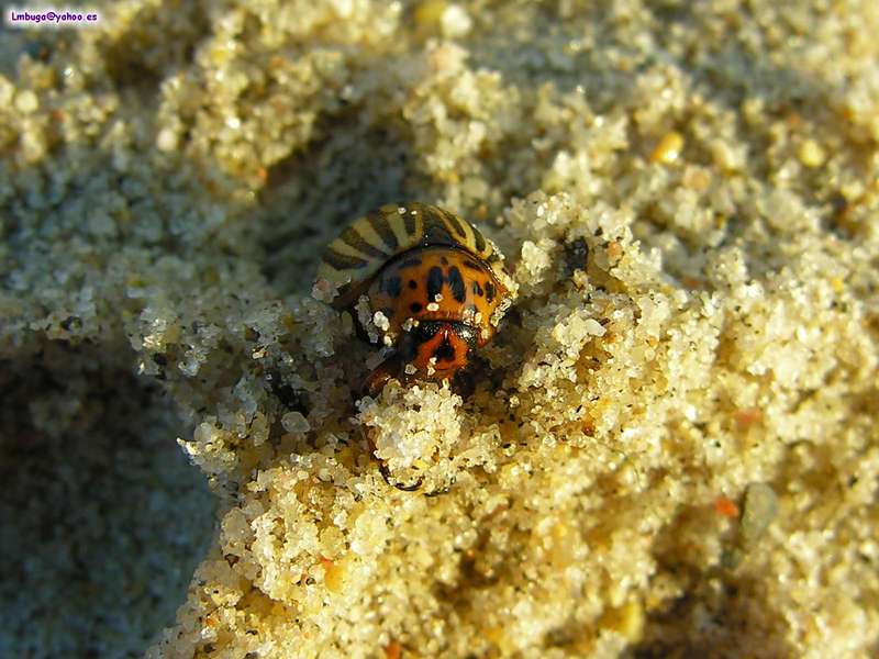 potato beatle; DISPLAY FULL IMAGE.