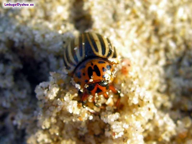 Potato Beatle; DISPLAY FULL IMAGE.