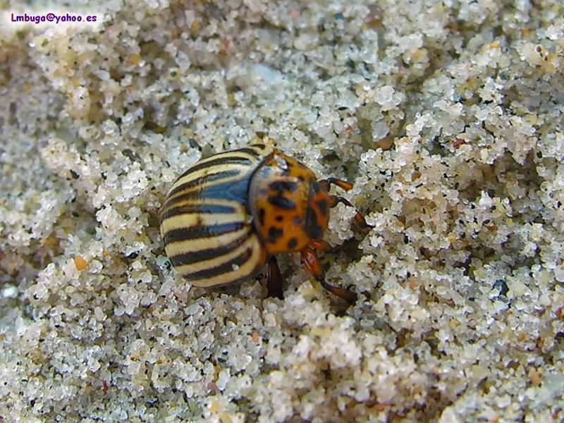potato beatle; DISPLAY FULL IMAGE.