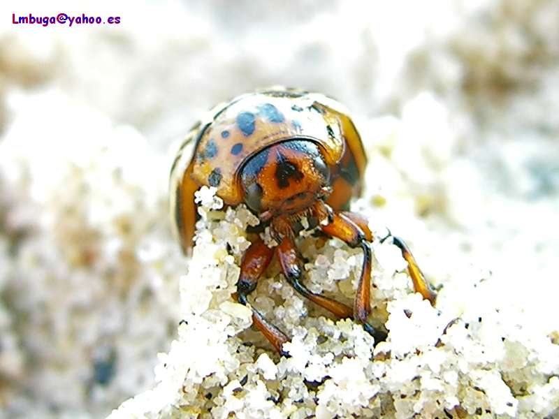 potato beatle; DISPLAY FULL IMAGE.