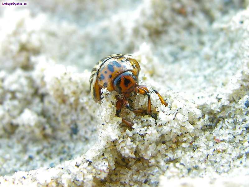 Potato Beatle; DISPLAY FULL IMAGE.