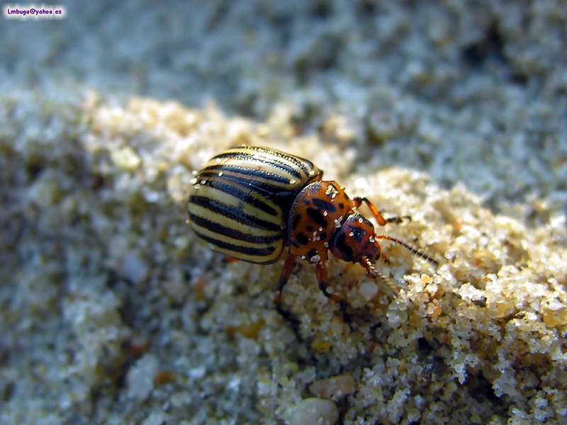 potato beatle; DISPLAY FULL IMAGE.