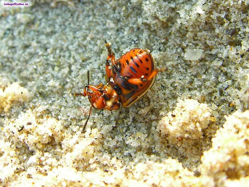 Potato Beatle; DISPLAY FULL IMAGE.