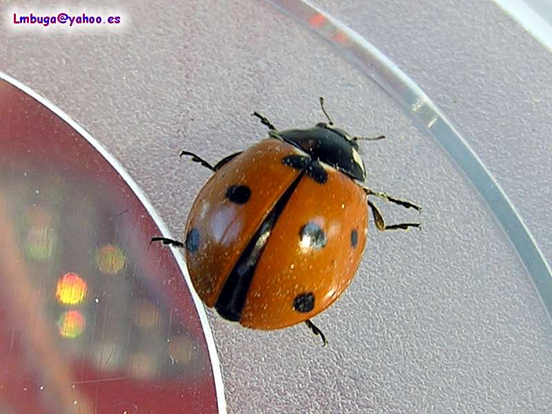 Ladybug; DISPLAY FULL IMAGE.