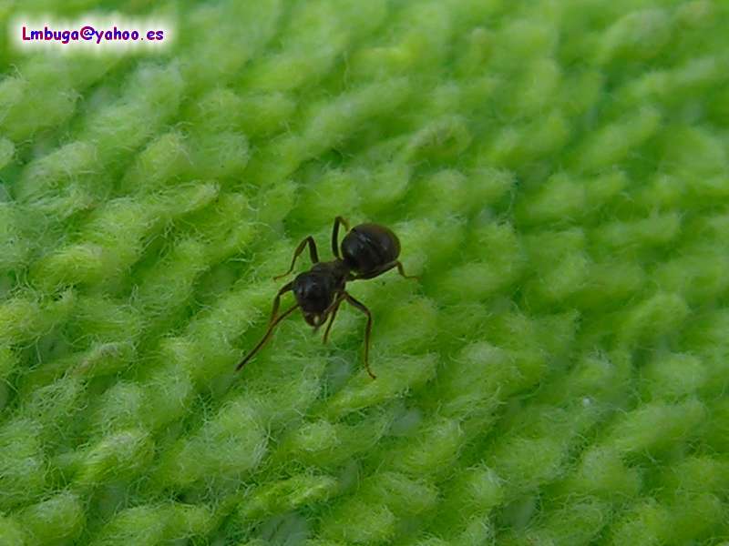 ant; DISPLAY FULL IMAGE.