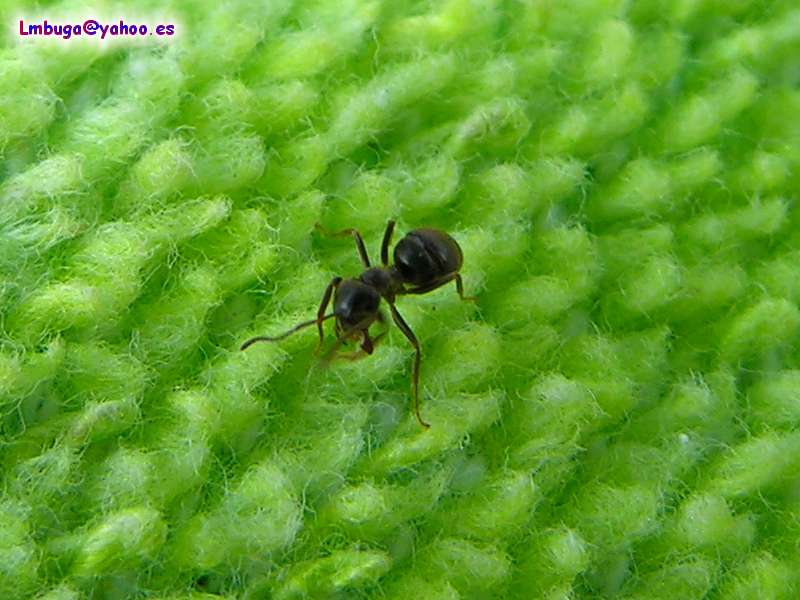 ant; DISPLAY FULL IMAGE.