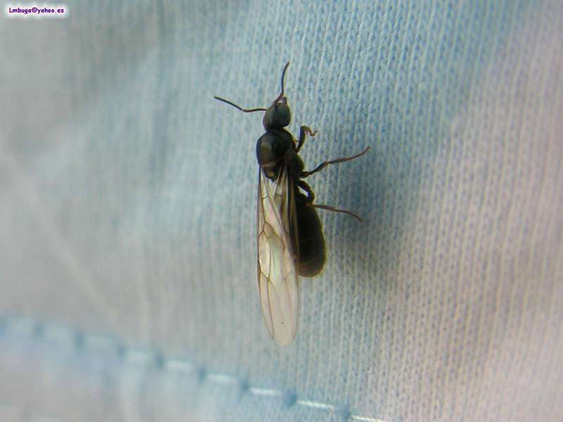 ant; DISPLAY FULL IMAGE.