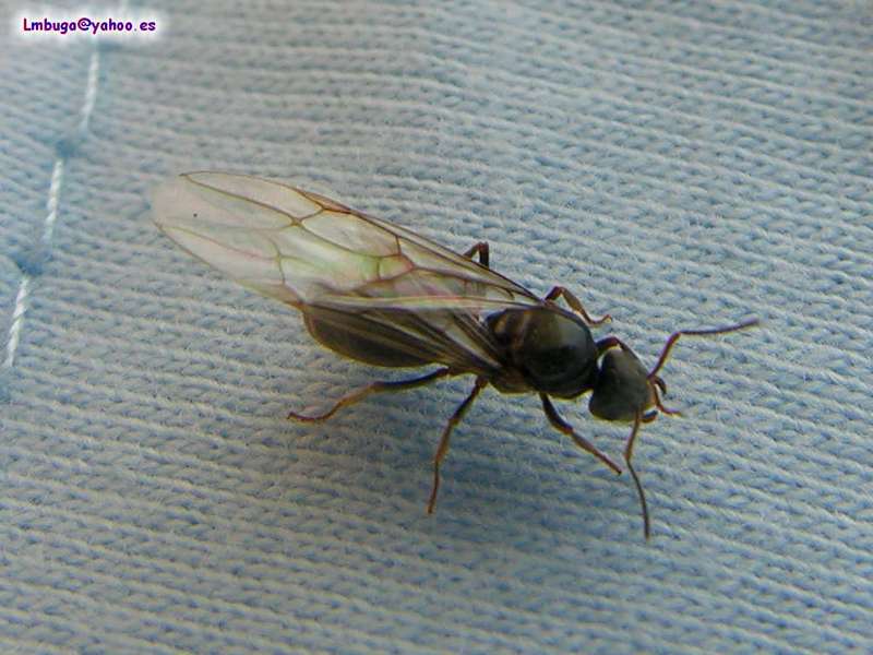 ant; DISPLAY FULL IMAGE.
