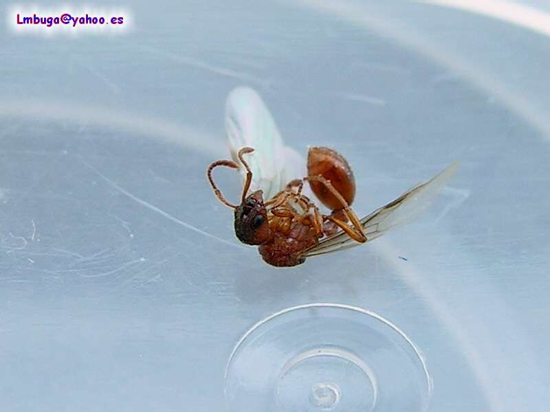ant; DISPLAY FULL IMAGE.