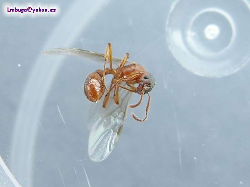 ant; DISPLAY FULL IMAGE.