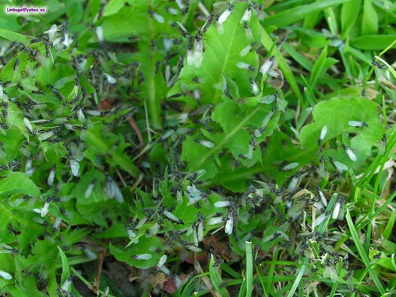 ants; DISPLAY FULL IMAGE.