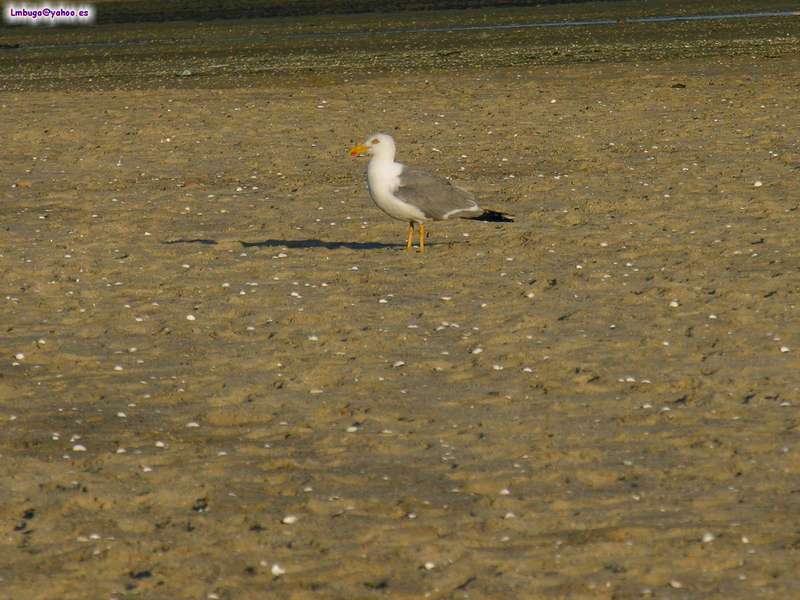 gull; DISPLAY FULL IMAGE.