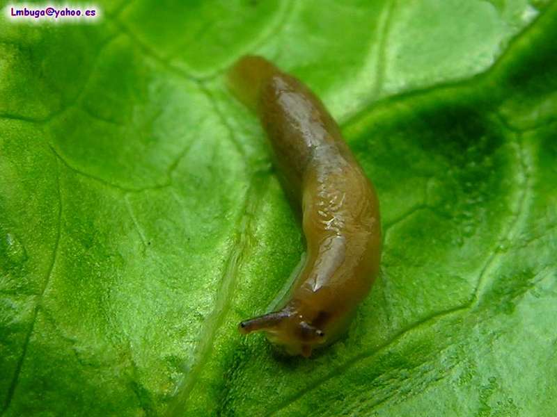 ?, snail without shell; DISPLAY FULL IMAGE.