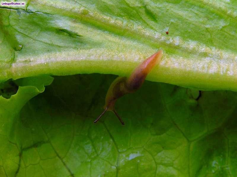 ?, snail without shell; DISPLAY FULL IMAGE.