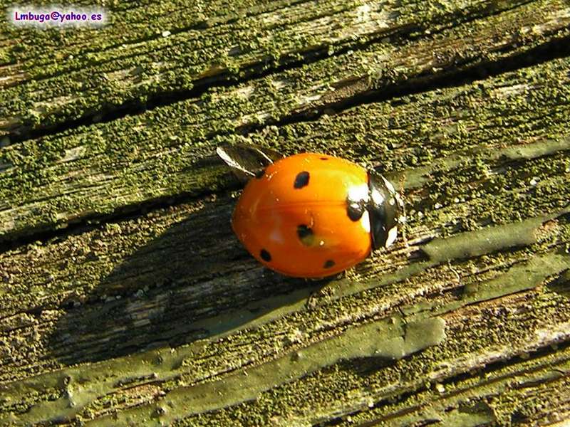 ladybug; DISPLAY FULL IMAGE.