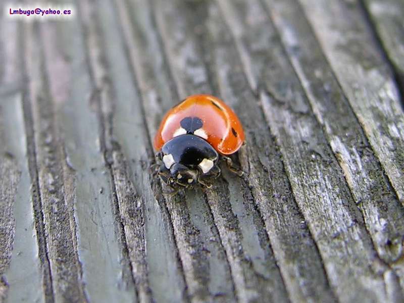 ladybug; DISPLAY FULL IMAGE.