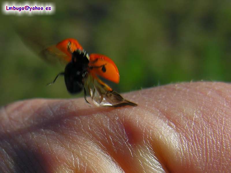 ladybug; DISPLAY FULL IMAGE.