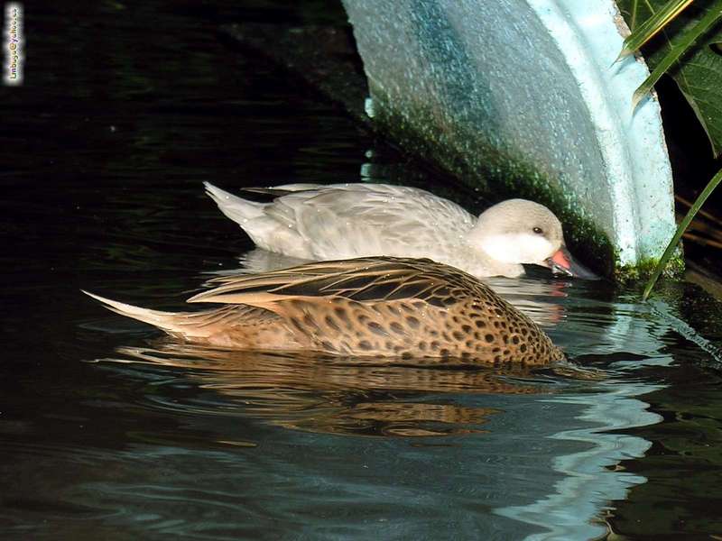 duck; DISPLAY FULL IMAGE.