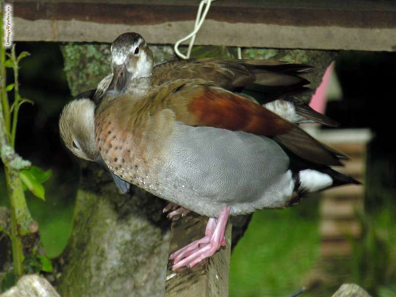 ?, female; DISPLAY FULL IMAGE.