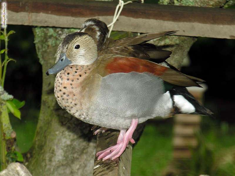 duck; DISPLAY FULL IMAGE.
