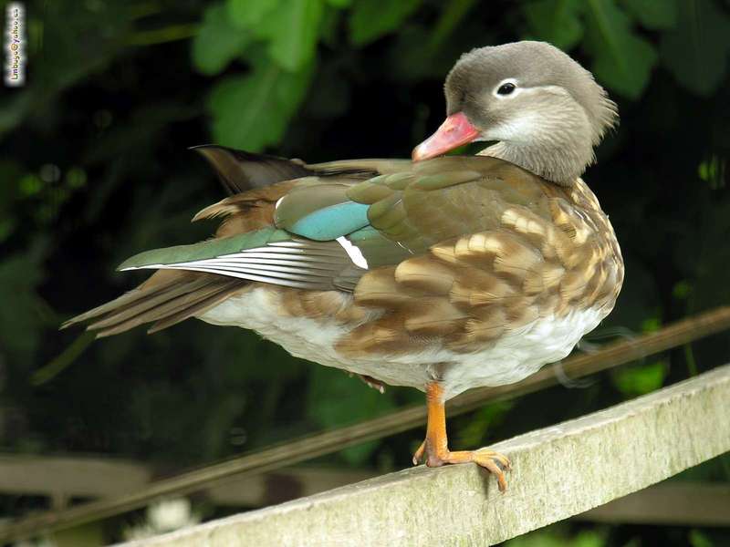 ?, female; DISPLAY FULL IMAGE.