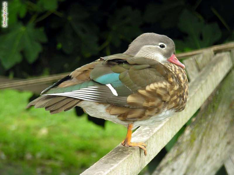 duck; DISPLAY FULL IMAGE.