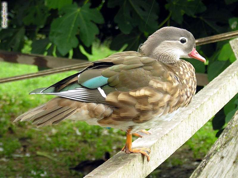 ?, female; DISPLAY FULL IMAGE.