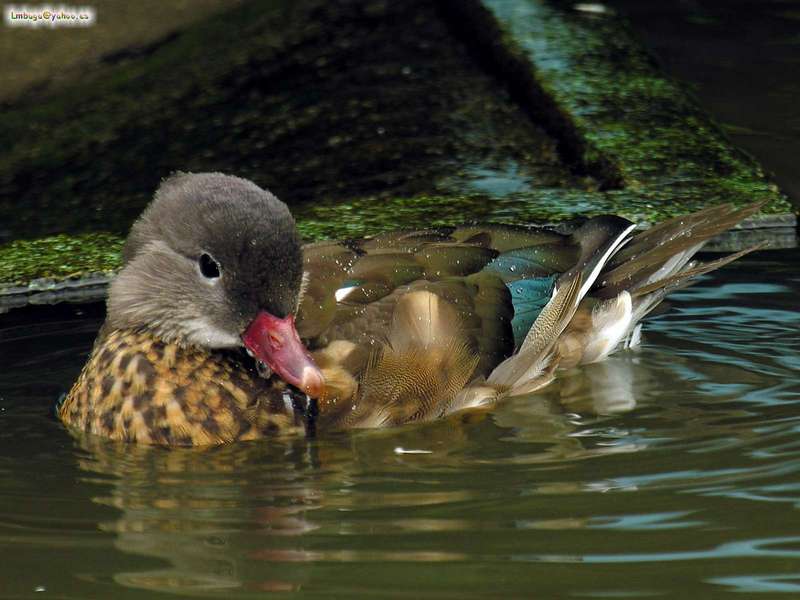duck; DISPLAY FULL IMAGE.